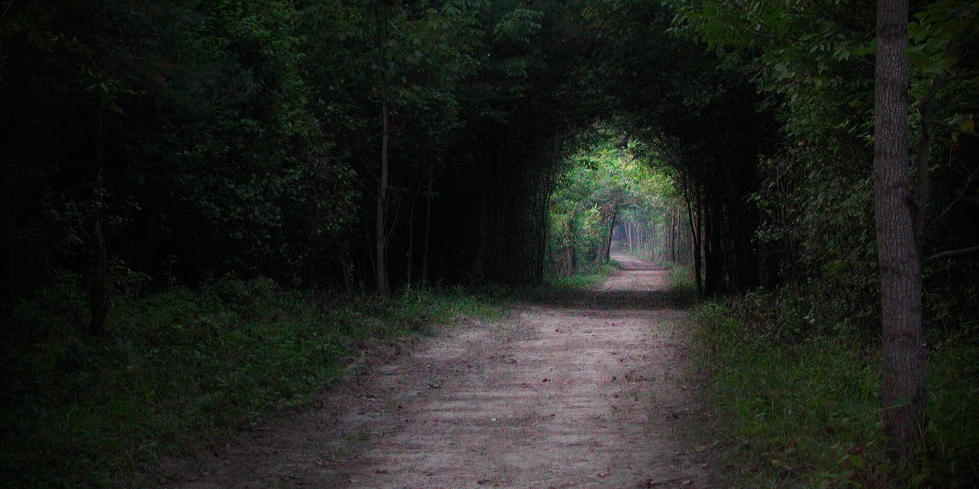 Pathway through a dark, forested area.