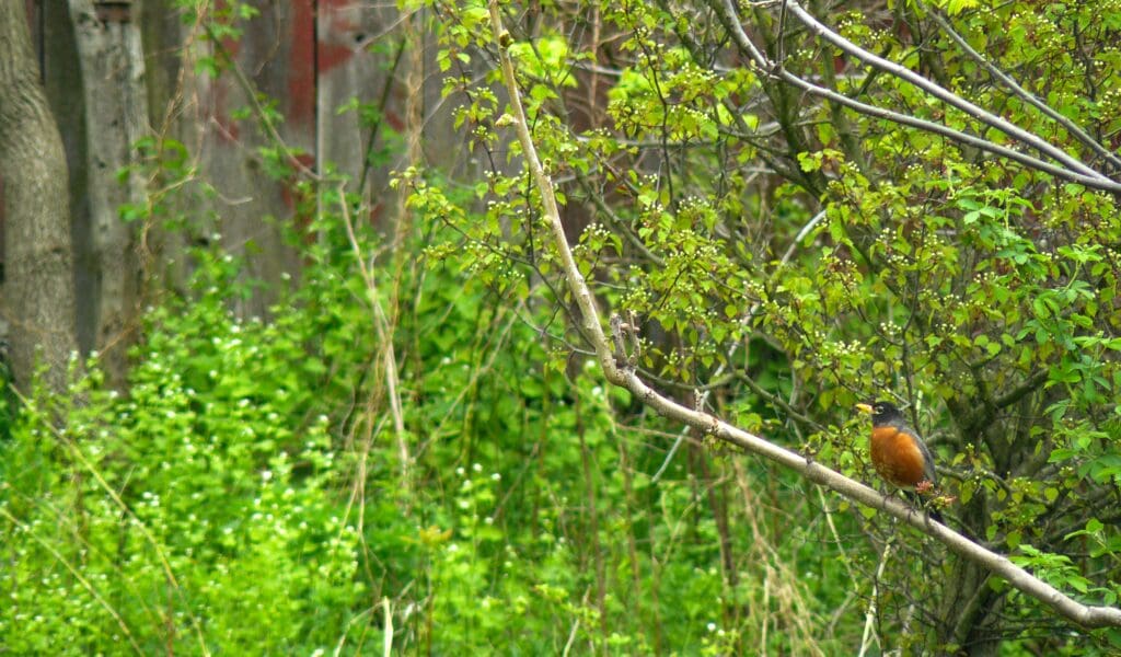 Bird perched on a branch among greenery.